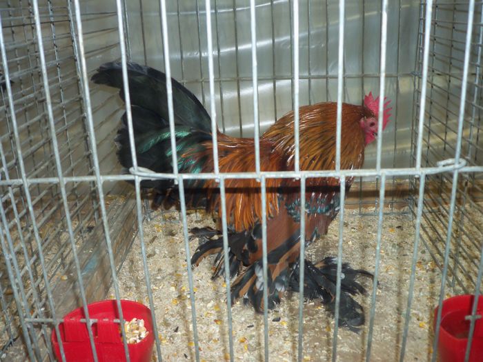 100_5395 - Kopie - Poze expo Ried-Austria 2015