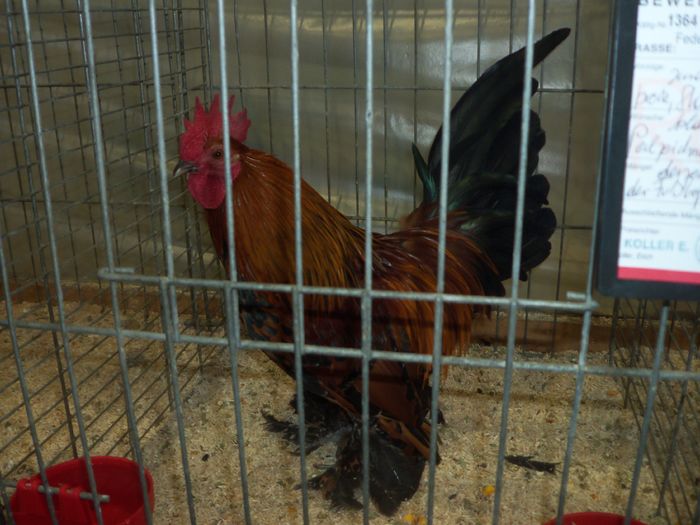 100_5397 - Poze expo Ried-Austria 2015
