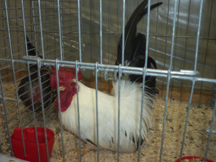 100_5398 - Poze expo Ried-Austria 2015
