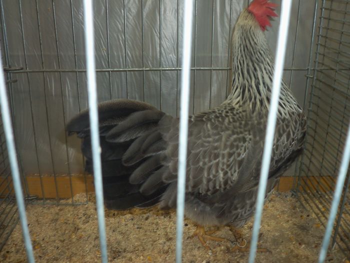 100_5412 - Poze expo Ried-Austria 2015