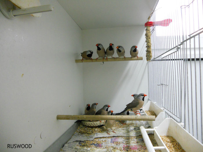 SPIT AMANDINE TINERET 2015