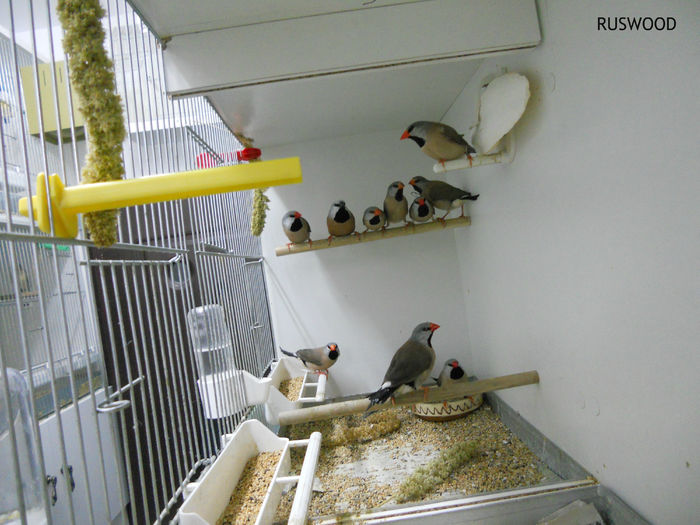 SPIT AMANDINE TINERET 2015