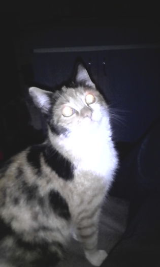 IMG_20151220_080910[1] - Animalutele mele