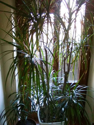 IMG_20151213_101130; O dracena de doi metri....are 18 ani.
