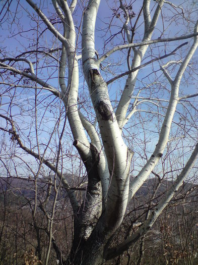 DSC01458 - Dansul arborilor