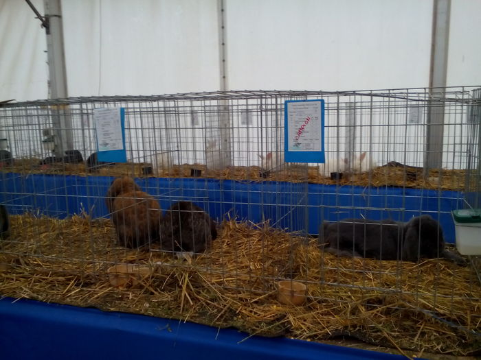 IMG_20151220_121817 - expo dec 2015Cluj iepuri de iepuri campioni