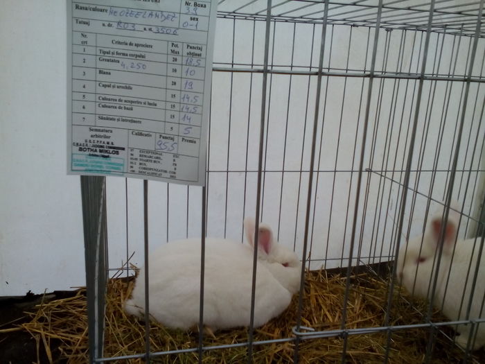 IMG_20151220_114546 - expo dec 2015Cluj iepuri de iepuri campioni