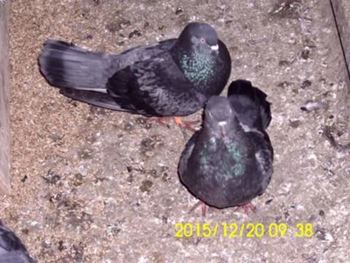 FB_IMG_1450629402581