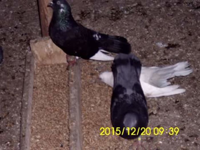 FB_IMG_1450629398588