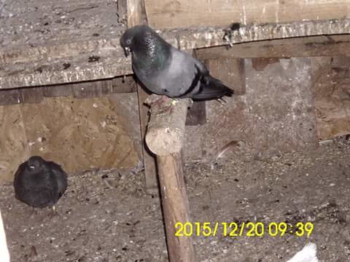 FB_IMG_1450629392601