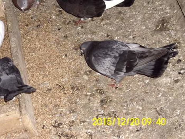 FB_IMG_1450629389124