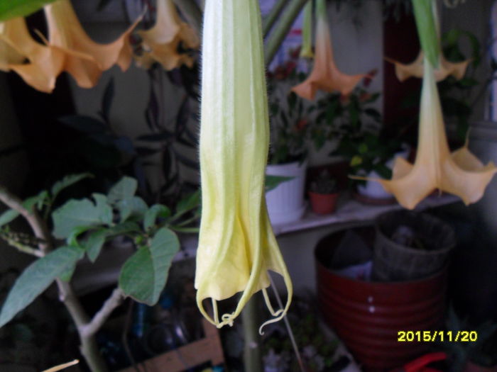 SAM_2270 - Brugmansia