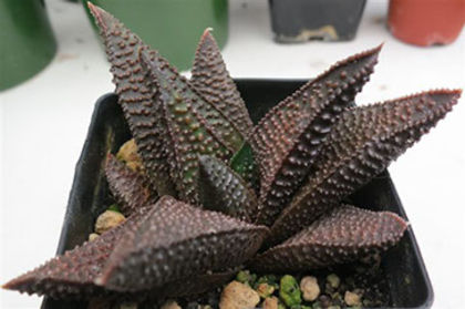 haworthia koelmanniorum hybrid364x242