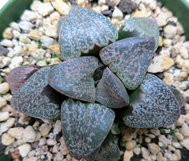 haworthia gm326360x306