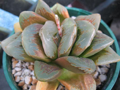 haworthia truncata x comptoniana360x270