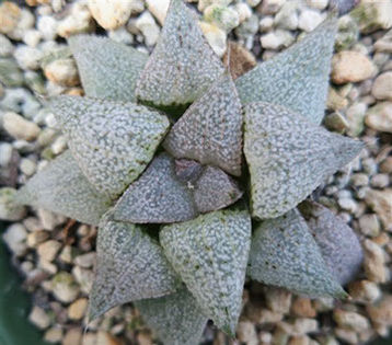 haworthia emelyae picta360x317