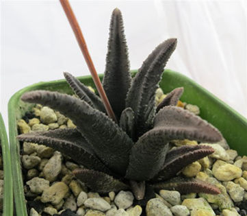 haworthia sordida360x315 - Dorinte suculente 2017