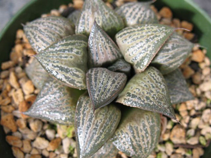 haworthia splendens west albertina - Dorinte suculente 2017