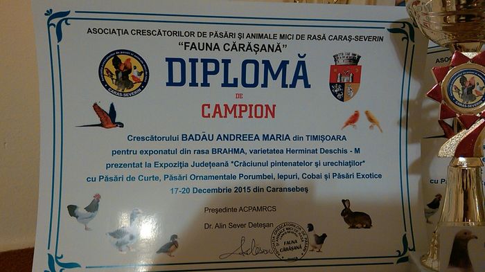 Expo Caransebes 2015 - DIPLOME SI CUPE