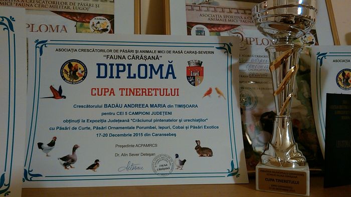 Expo Caransebes 2015 - DIPLOME SI CUPE