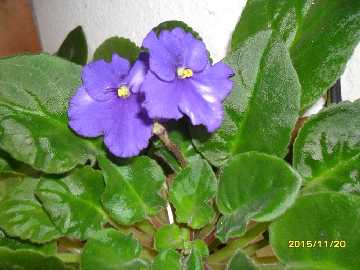 SAM_2276 - violetele mele