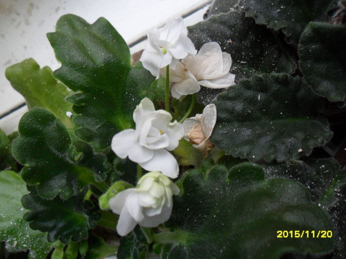 SAM_2279 - violetele mele