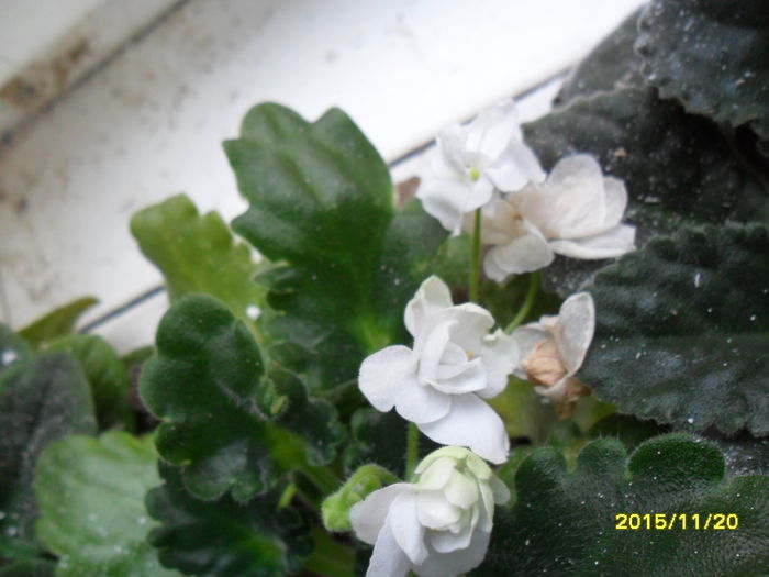 SAM_2280 - violetele mele