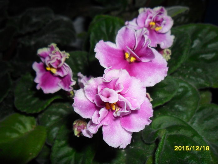 SAM_2346 - violetele mele