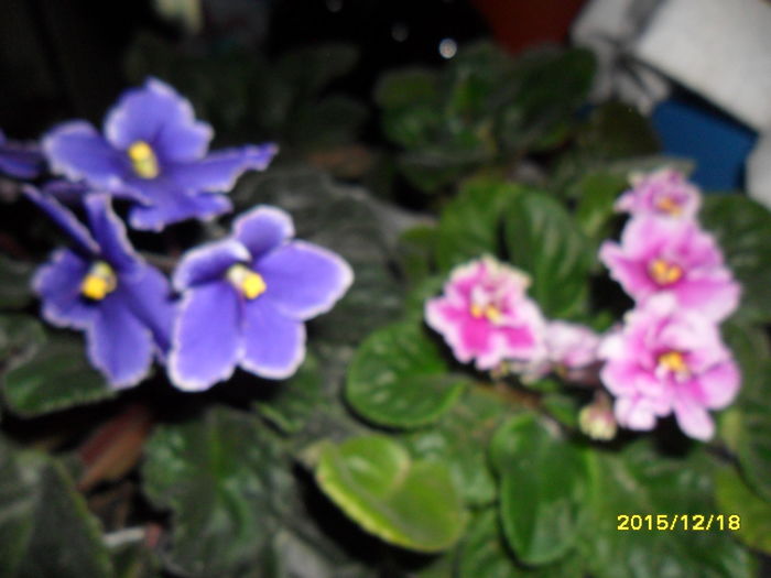 SAM_2348 - violetele mele
