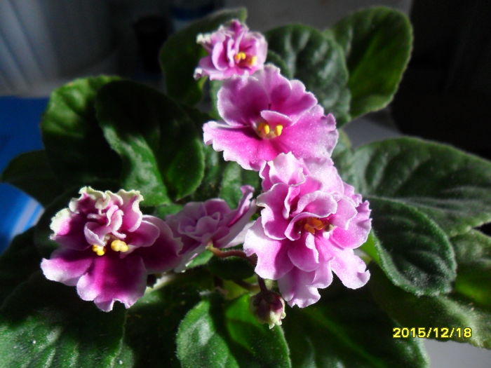 SAM_2349 - violetele mele