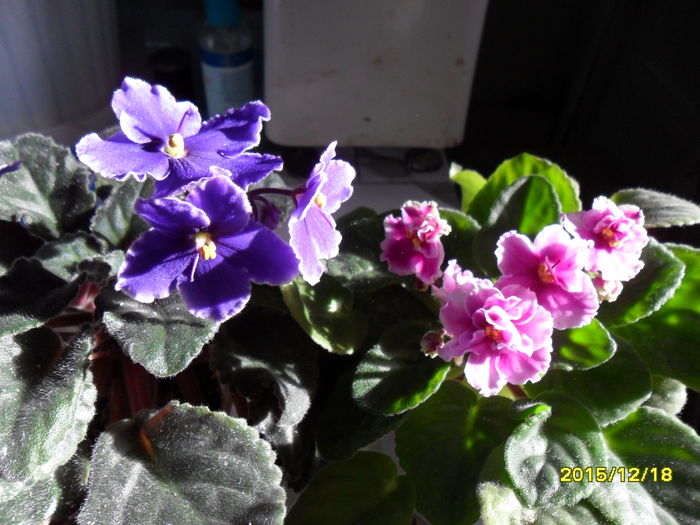 SAM_2353 - violetele mele