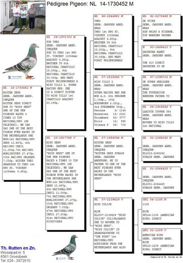 PEDIGREE NL2014-1730452x - NL  14-1730452 Fiu din Miss Sens Sens o zburatoare DE SENZATIE  1st NATIONAL-NPO SENS 10 667p ETC