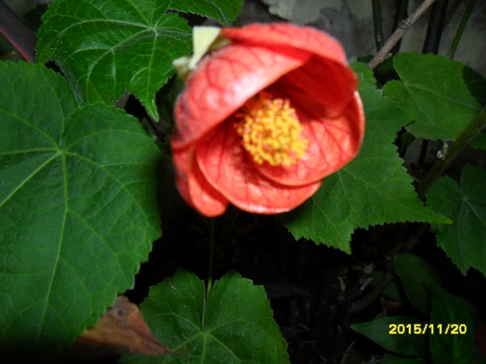 SAM_2271 - Serviciu 2015