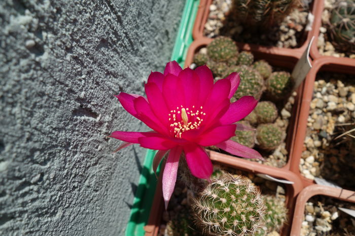 DSC05603 - Chamaecereus 2015