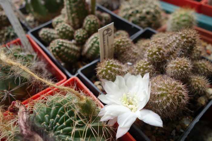 DSC05898 - Chamaecereus 2015