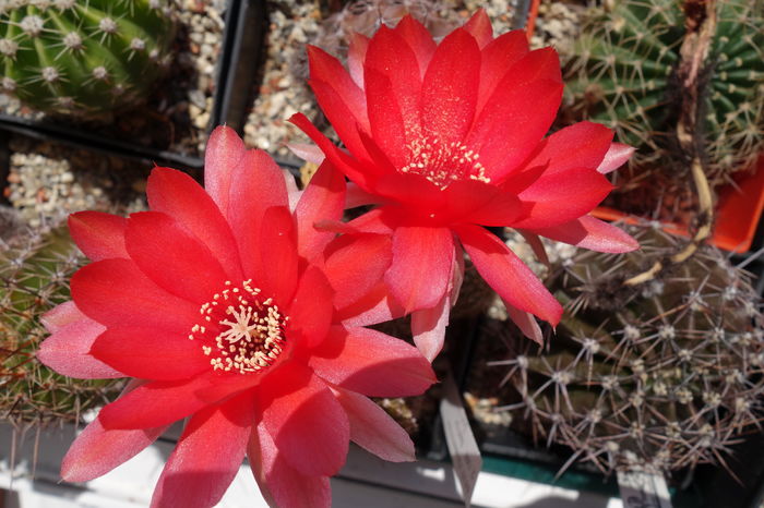 DSC06212 - Chamaecereus 2015