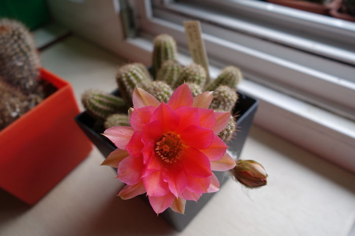 DSC06935 - Chamaecereus 2015