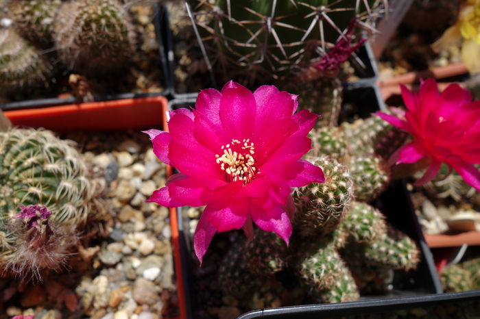 DSC06968 - Chamaecereus 2015