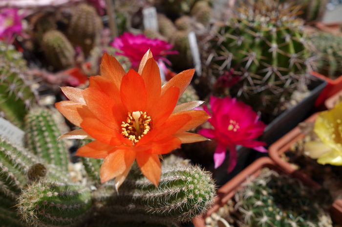 DSC06998 - Chamaecereus 2015