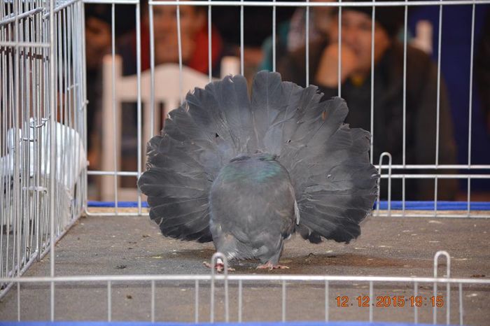 12376132_876585135789701_8617897318866667072_n - EXPO SPECIALIZATA FANTAIL CLUB ROMANIA