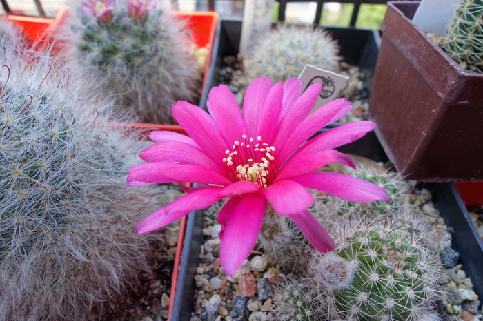 DSC07351 - Chamaecereus 2015