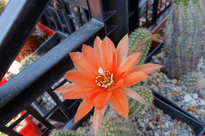 DSC07377 - Chamaecereus 2015