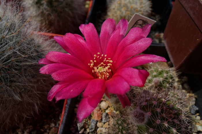 DSC07409 - Chamaecereus 2015