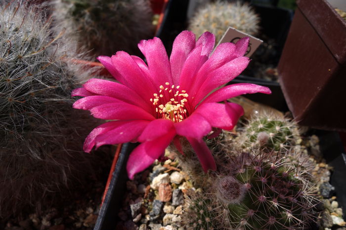 DSC07414 - Chamaecereus 2015