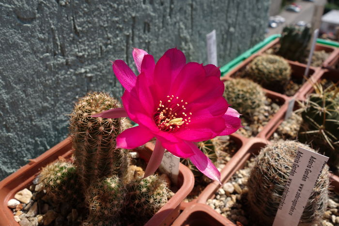 DSC07692 - Chamaecereus 2015