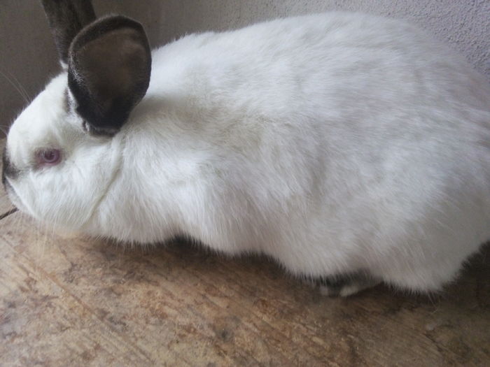 7 luni si un viitor cuib