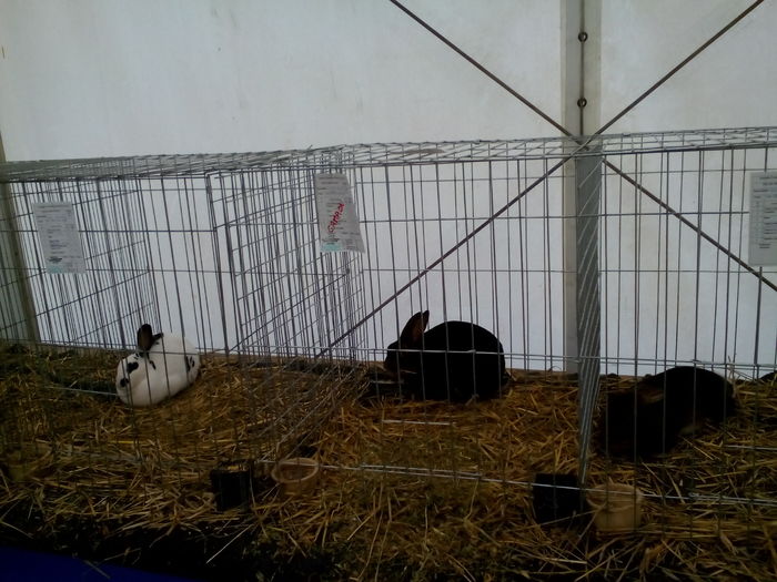 IMG_20151220_134828 - expo dec 2015Cluj iepuri de iepuri campioni
