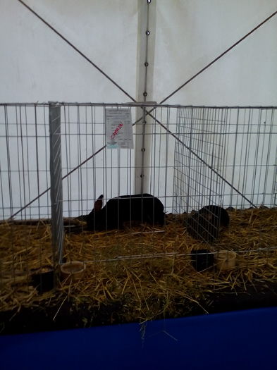 IMG_20151220_134820 - expo dec 2015Cluj iepuri de iepuri campioni