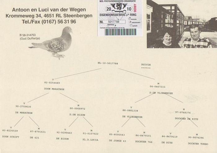 a_85_o_pedigree_NL_10_5017788_V_kldochter_Marathon_ORIGINAL_A_van_der_Wegen