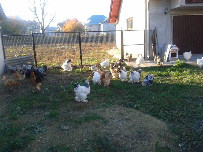 Fotografie0379; gainile in curte
